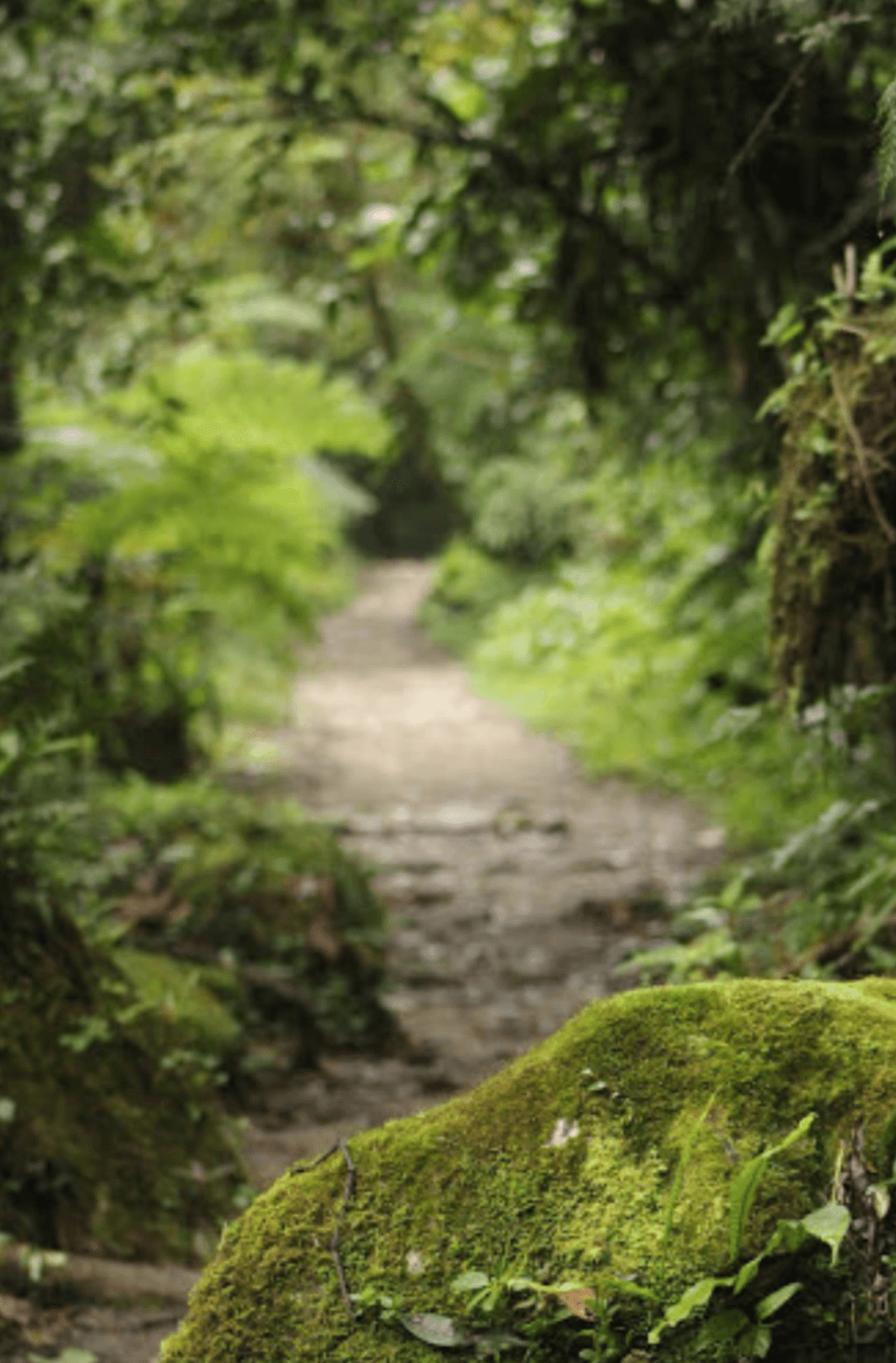 Cloud forest trail with mist
